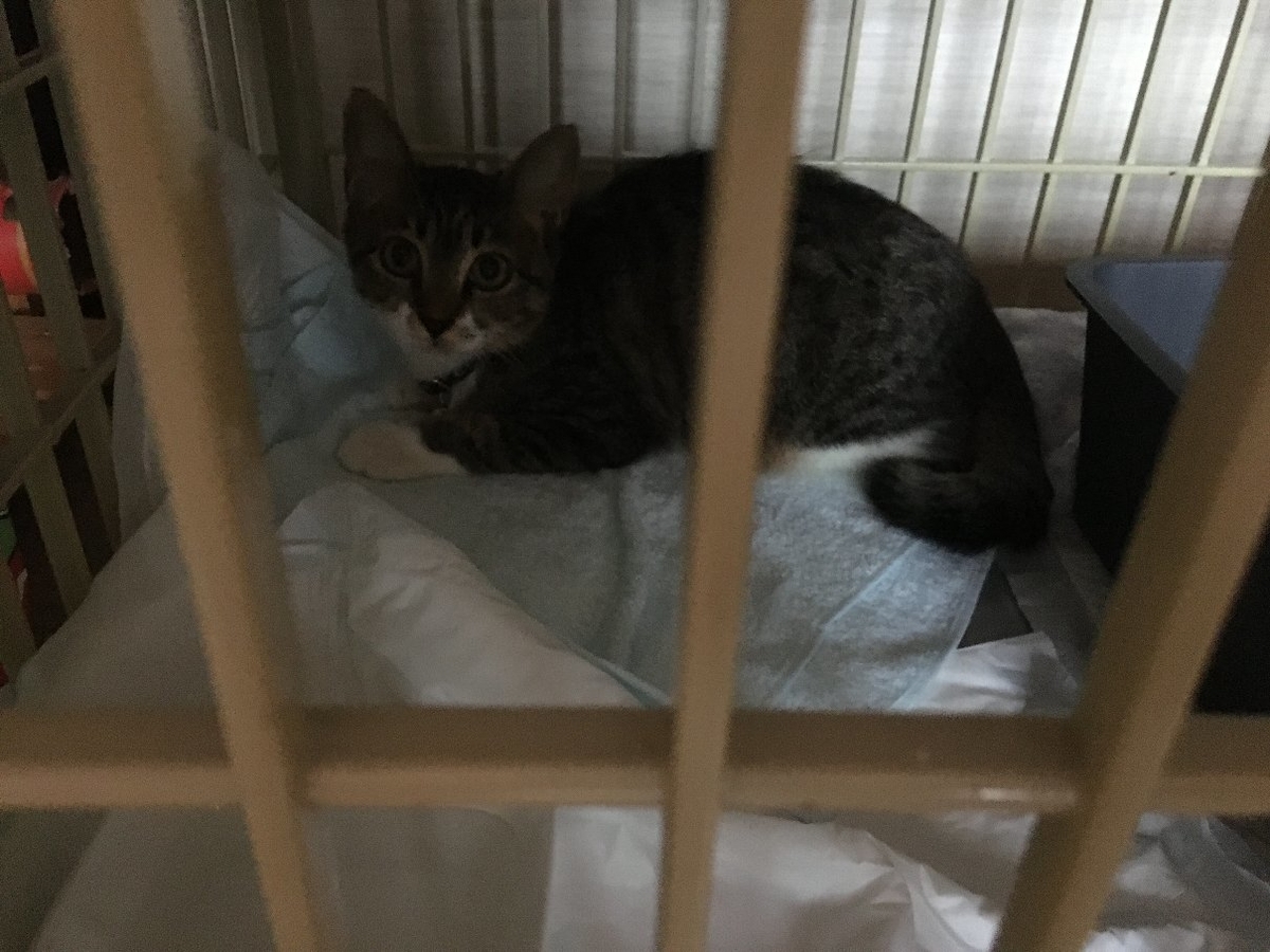 子猫エン5日目の写真