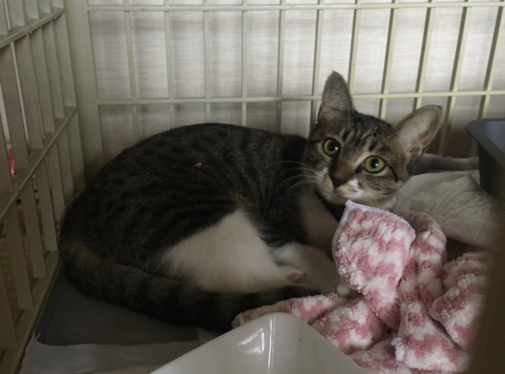 子猫エン6日目の写真