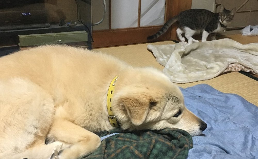 犬モコと子猫エンの初対面