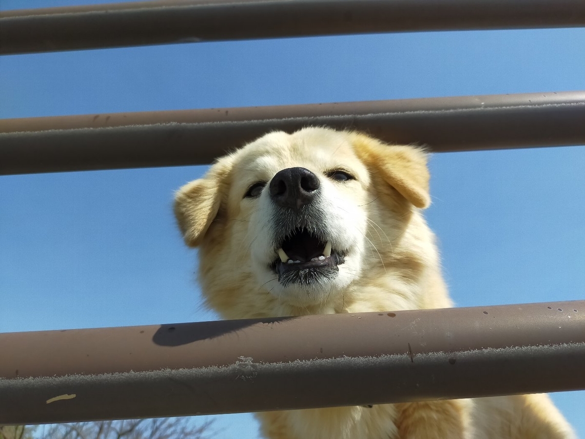 犬のモコが上から私を見ている写真