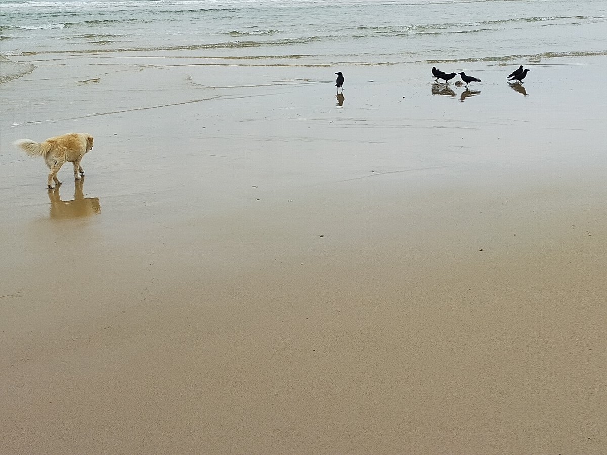 犬のモコが海辺でカラスを発見し近づく写真