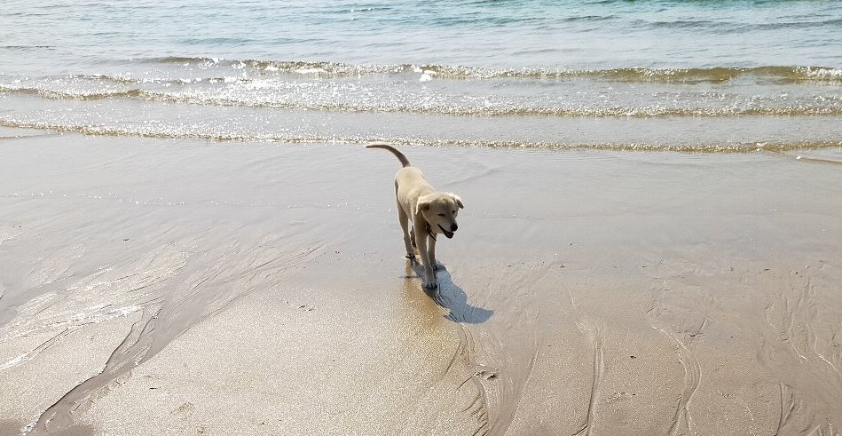 犬のモコが海から上がってきた写真