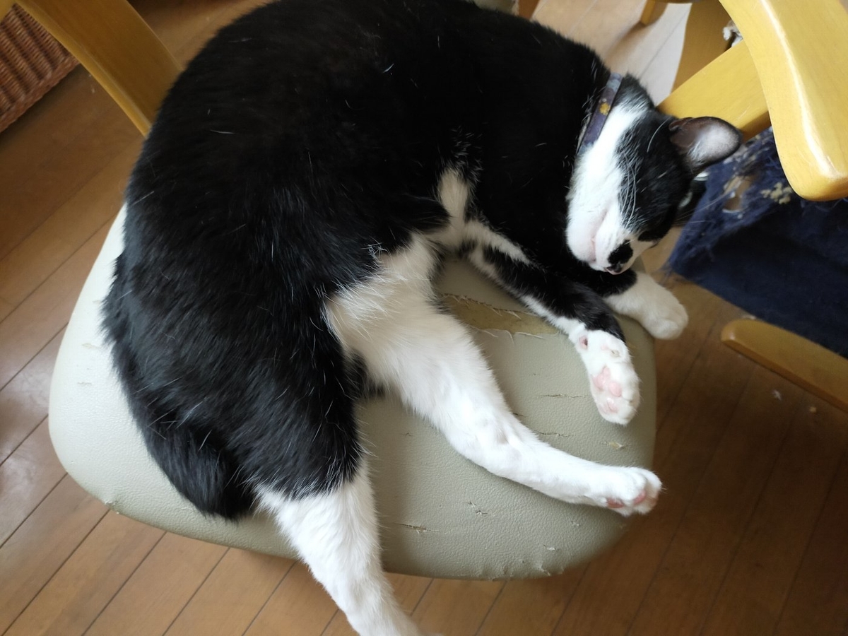 ハチワレ猫ピックが椅子の上で丸くなっている写真
