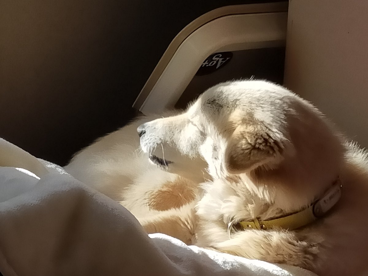 犬のモコがあくびする写真3