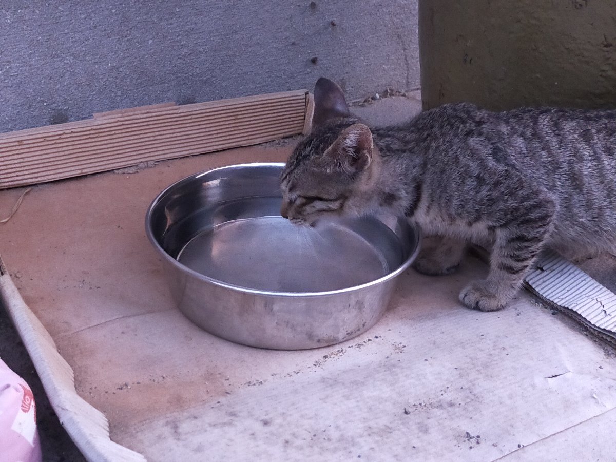 野良子猫つゆが水を飲んでいる写真