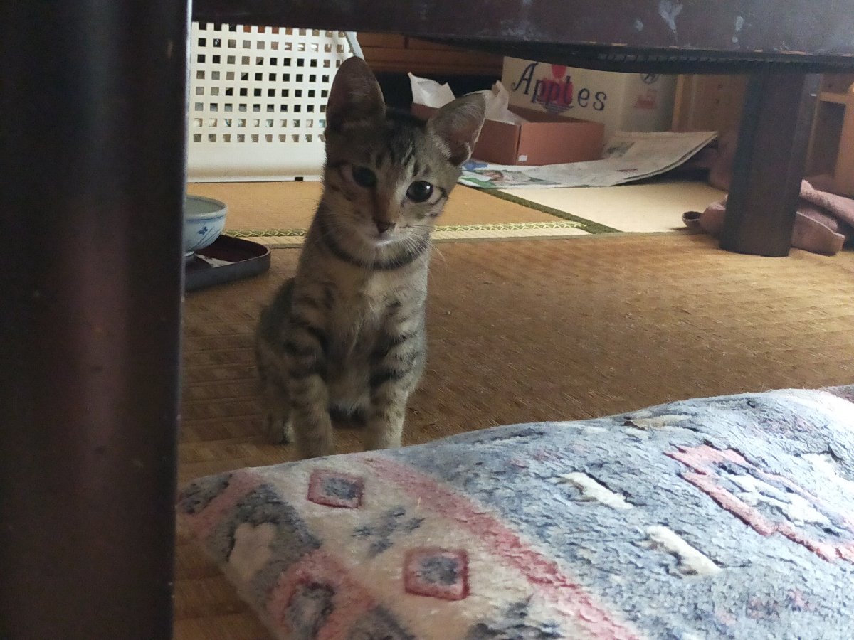 野良子猫つゆを捕獲した後の写真