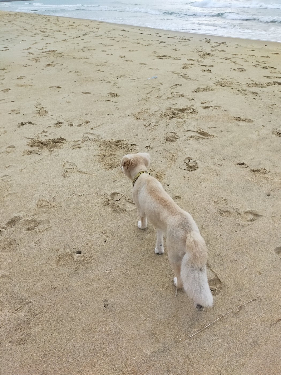 犬の萌菰が海岸を歩いている写真2