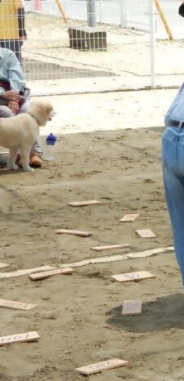 犬の萌菰がかろうじて写っている去年の里帰り会