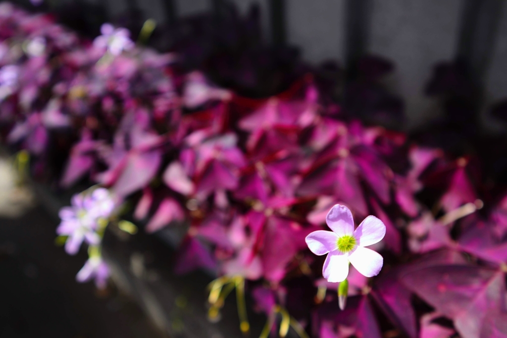 f:id:kabik:20180911000810j:plain f:id:kabik:20180911000810j:plain