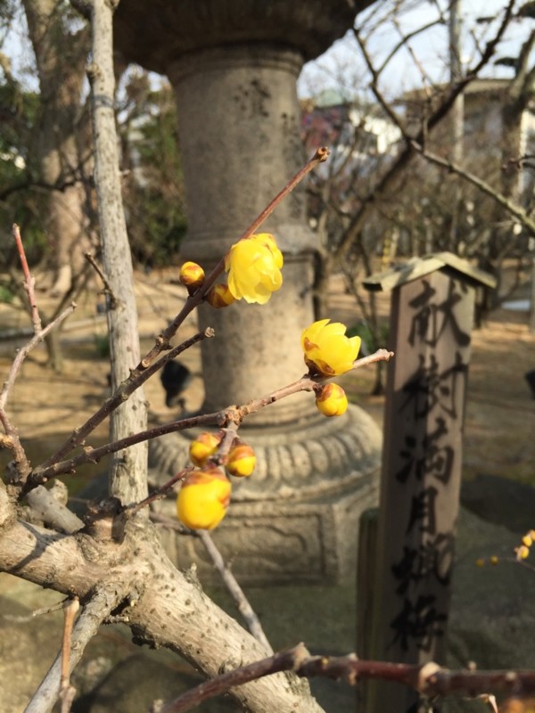 f:id:kabosu1919:20160127163844j:image:h250 f:id:kabosu1919:20160127163844j:image:h250