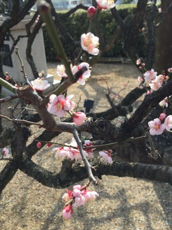 f:id:kabosu1919:20160127163845j:image:h250 f:id:kabosu1919:20160127163845j:image:h250