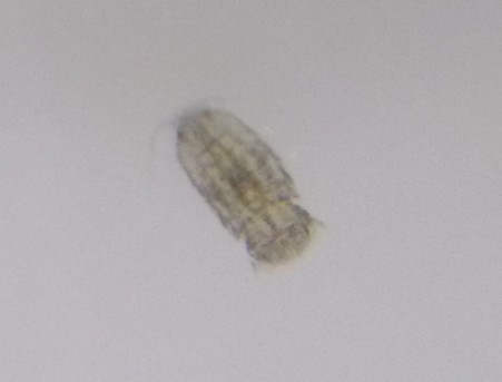 f:id:kabosu_onpu:20200220021155j:plain f:id:kabosu_onpu:20200220021155j:plain