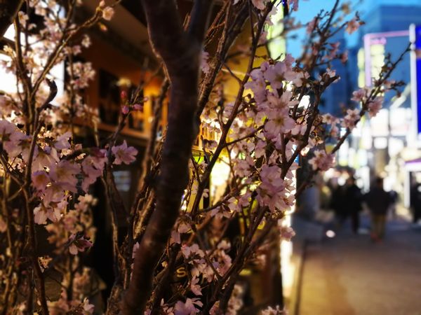 f:id:kabukawa:20190319152206j:plain:w300 f:id:kabukawa:20190319152206j:plain:w300