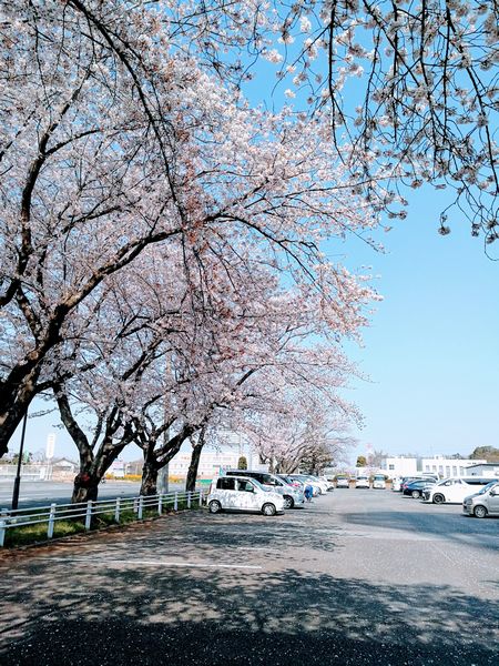 f:id:kabukawa:20190415012156j:plain:h400