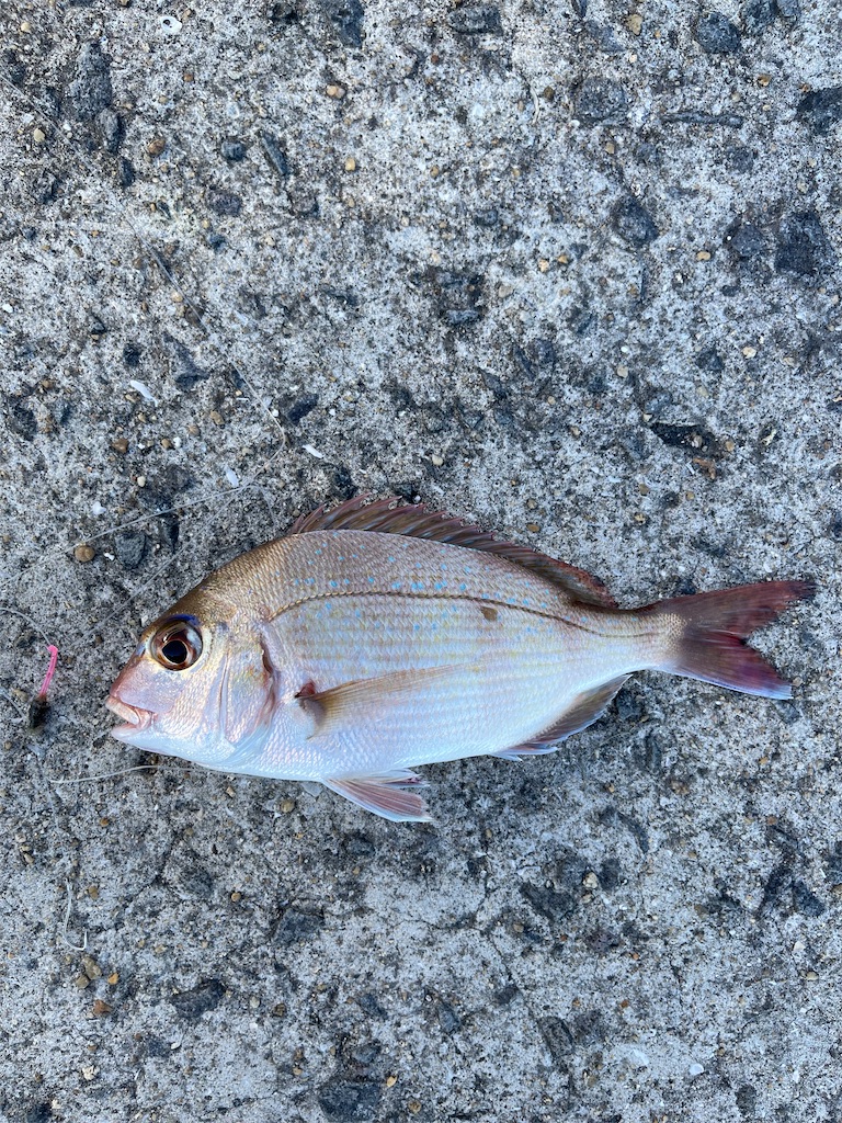 鯛の子供