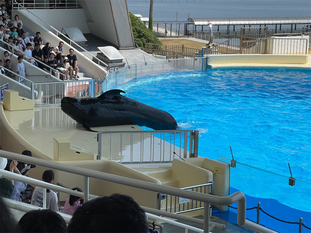 クジラが