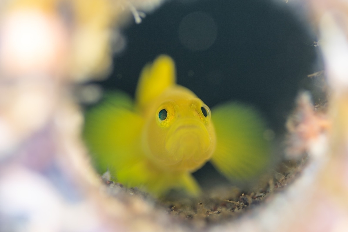 f:id:kabukimonoo:20190905211246j:plain f:id:kabukimonoo:20190905211246j:plain