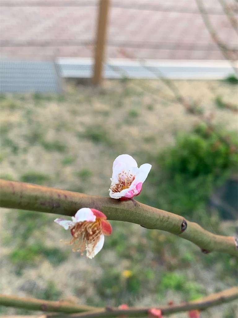 f:id:kabutara:20210311191355j:image