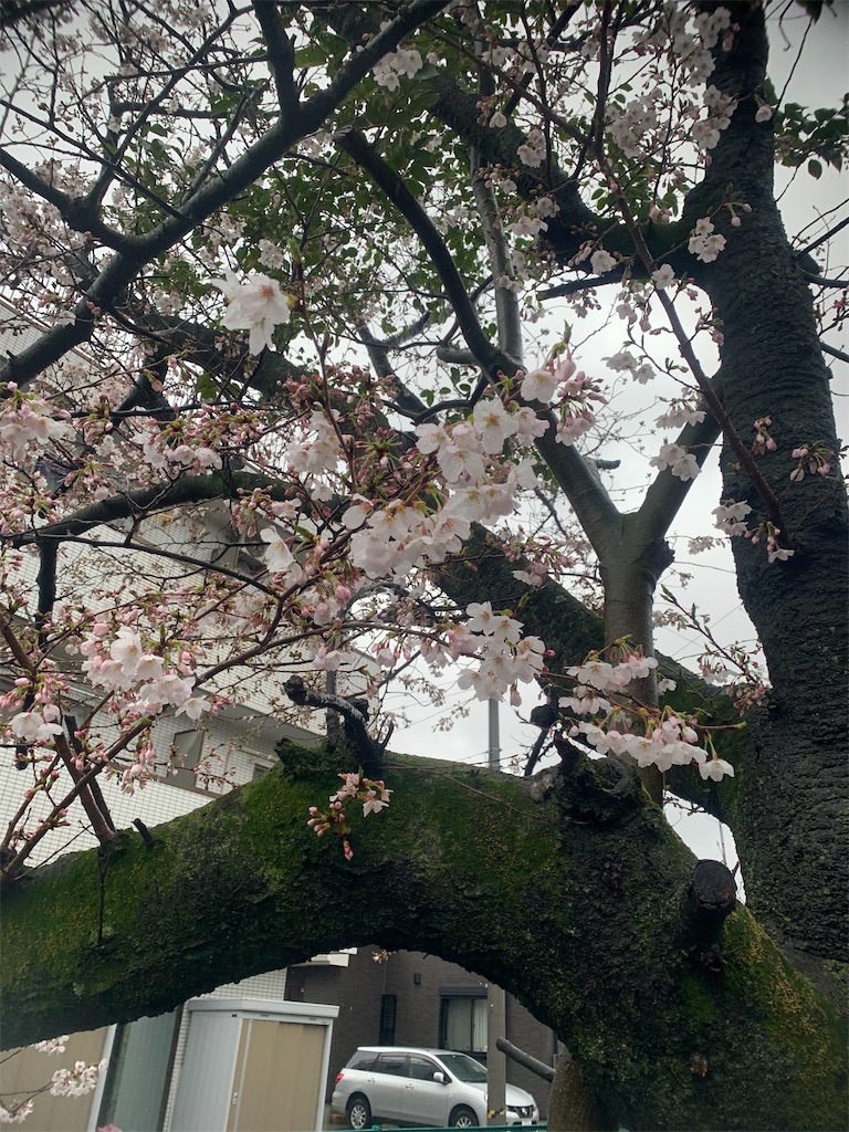 f:id:kabutara:20210321160910j:image