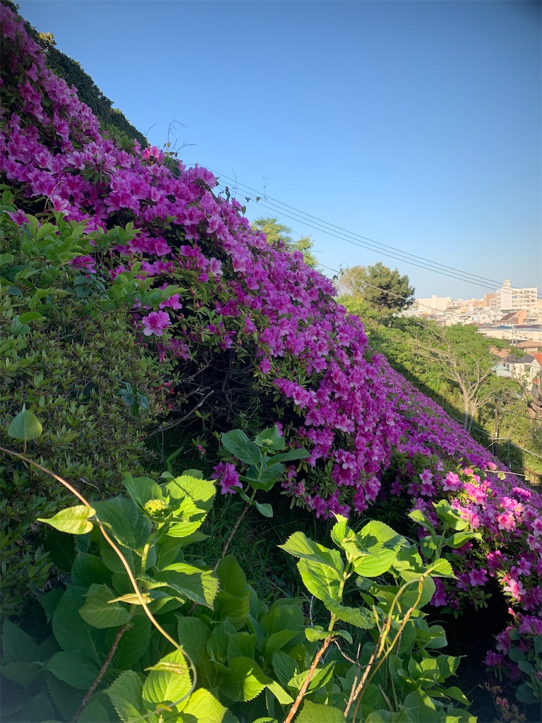 f:id:kabutara:20210423191803j:image