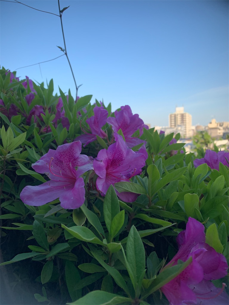f:id:kabutara:20210423191839j:image