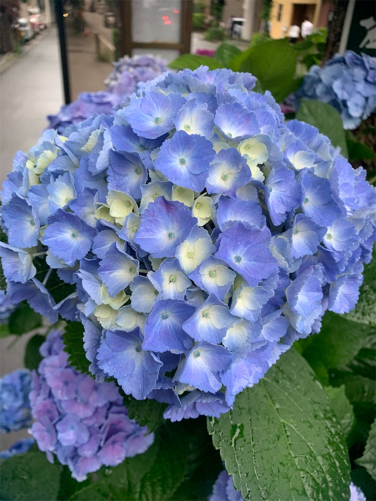 f:id:kabutara:20210604194259j:image