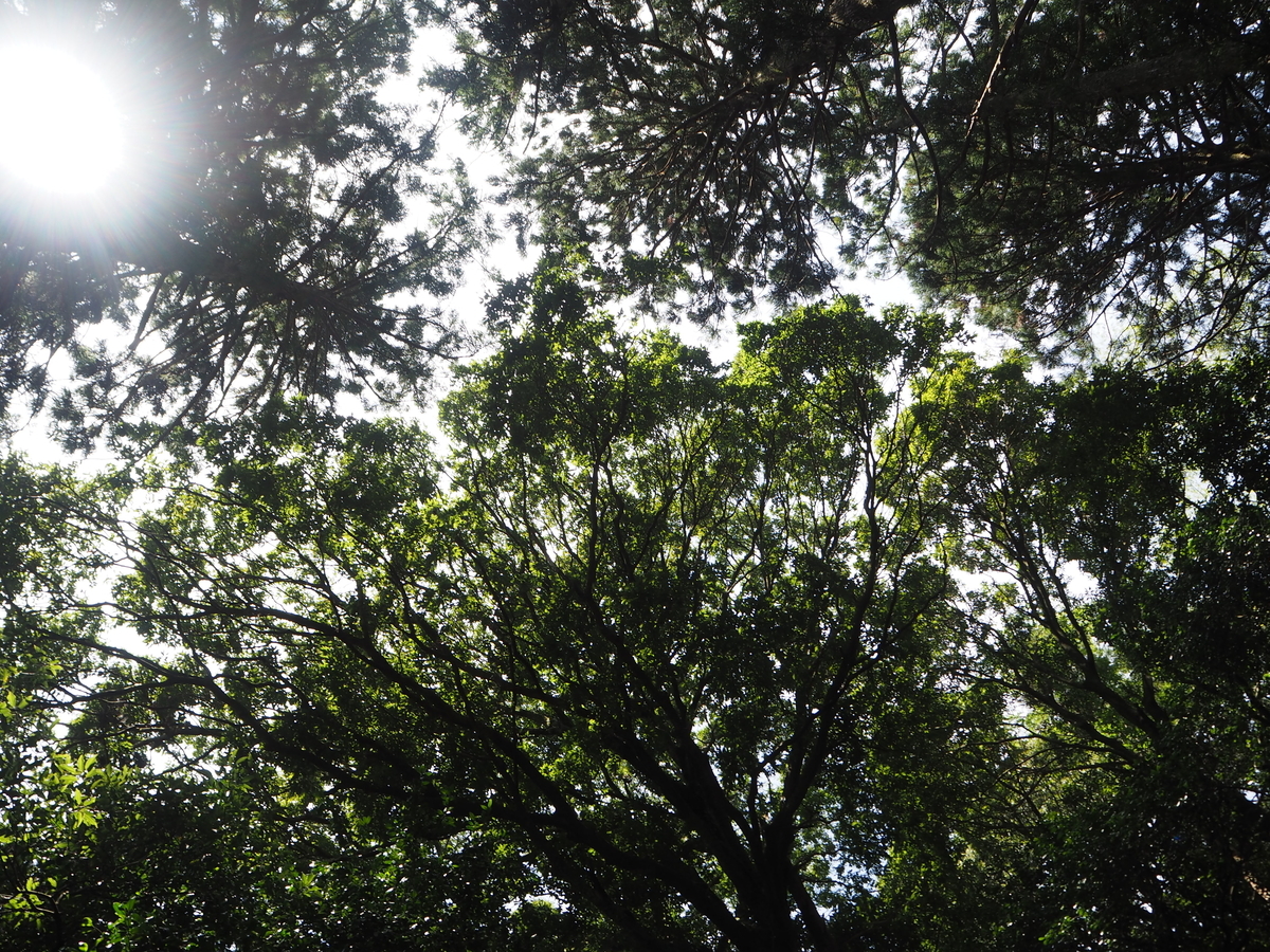 f:id:kabutara:20210823231255j:plain