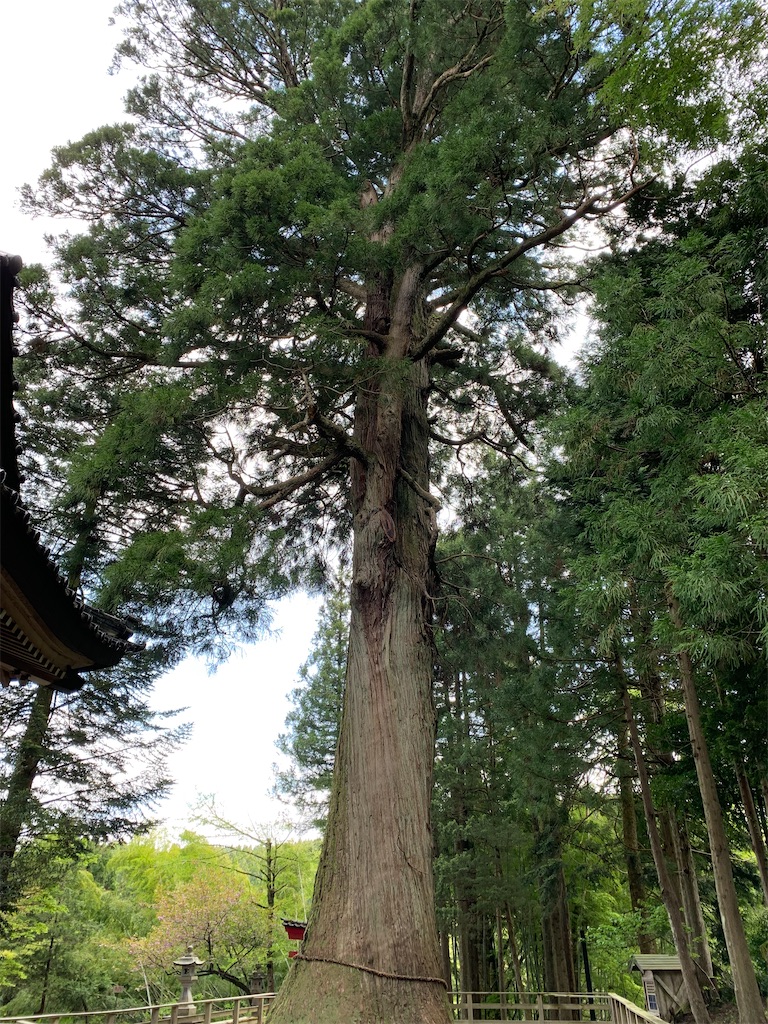 f:id:kabutara:20220729151429j:image f:id:kabutara:20220729151429j:image