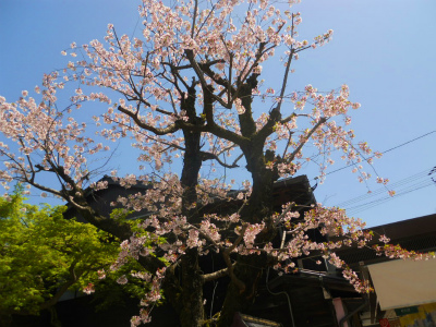 f:id:kabutoyama-tigers:20120430204715j:image