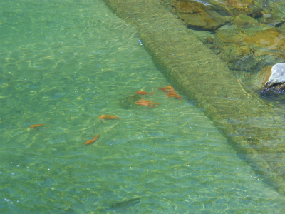 f:id:kabutoyama-tigers:20120502193647j:image