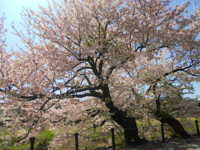 f:id:kabutoyama-tigers:20120502202201j:image