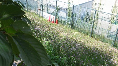 f:id:kabutoyama-tigers:20160724180611j:image