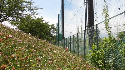 f:id:kabutoyama-tigers:20160724180613j:image