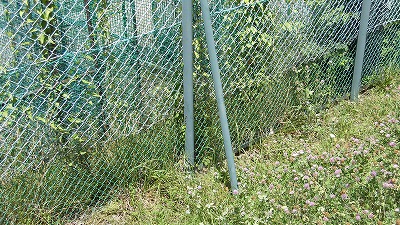 f:id:kabutoyama-tigers:20160724180619j:image