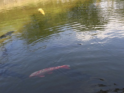 f:id:kabutoyama-tigers:20160728183134j:image