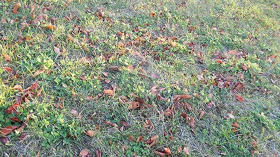 f:id:kabutoyama-tigers:20171209163253j:plain f:id:kabutoyama-tigers:20171209163253j:plain