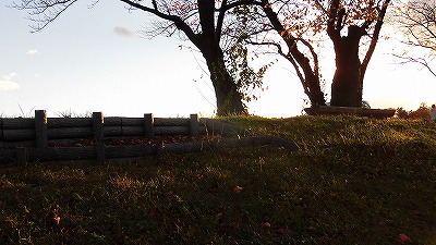 f:id:kabutoyama-tigers:20171209174453j:plain f:id:kabutoyama-tigers:20171209174453j:plain