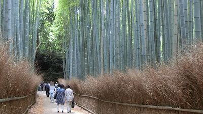 f:id:kabutoyama-tigers:20200624155459j:plain f:id:kabutoyama-tigers:20200624155459j:plain