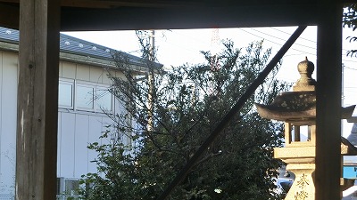 f:id:kabutoyama-tigers:20201118155227j:plain