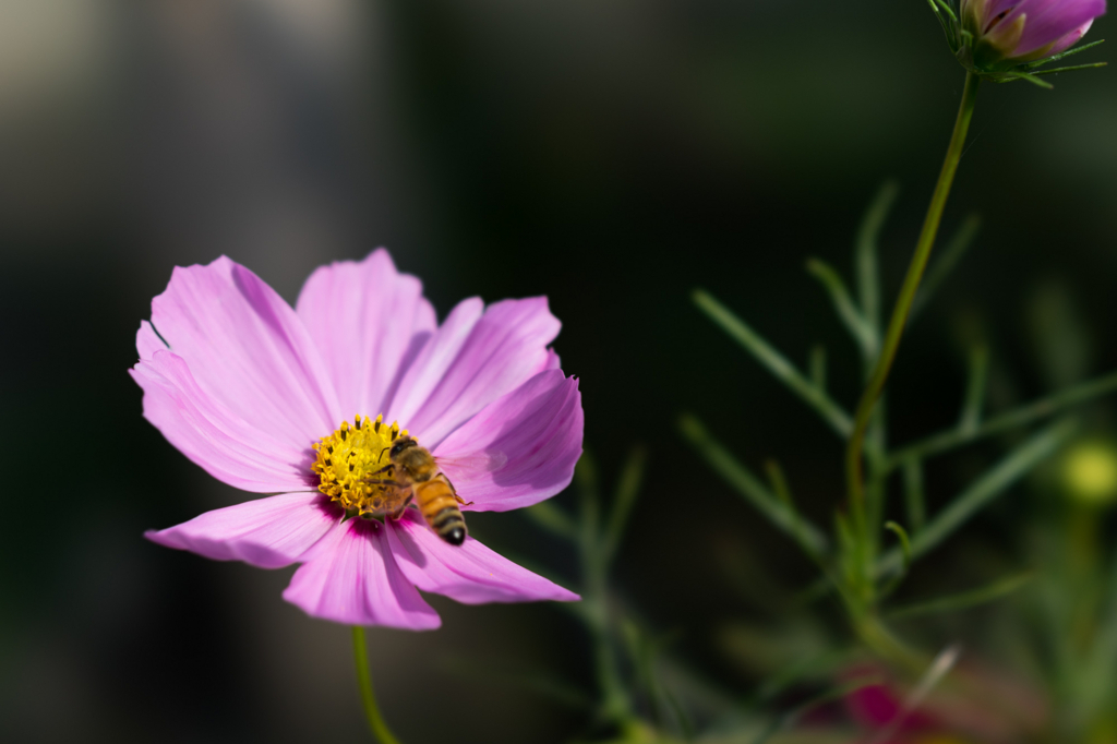 f:id:kacchi0516:20170903143422j:plain
