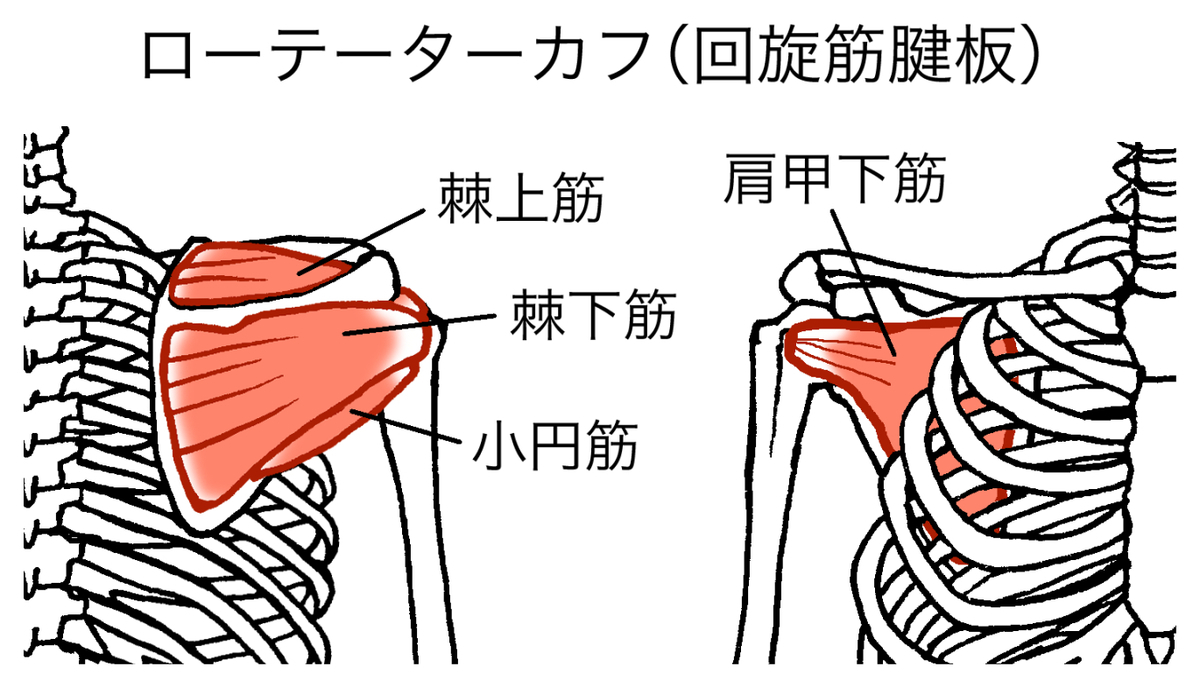 ローテーターカフの画像