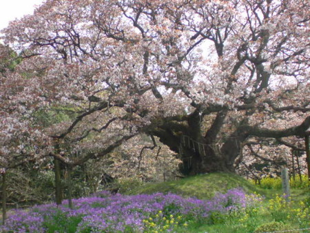 f:id:kaccinster:20090412133609j:image:left:w180