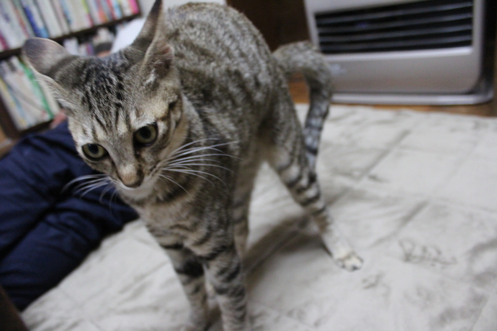f:id:kachaneko:20171211194804j:plain f:id:kachaneko:20171211194804j:plain