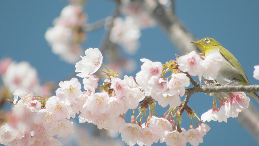 f:id:kachine:20170304144148j:plain