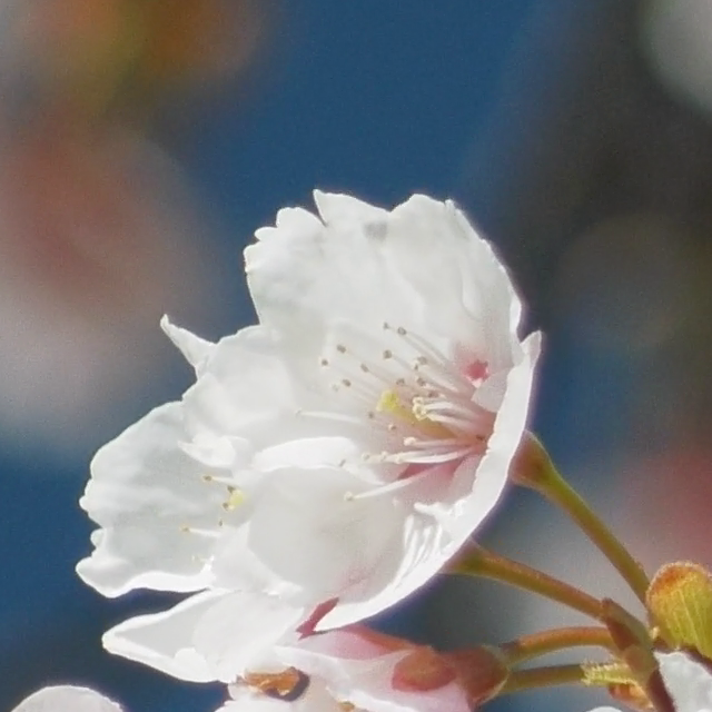 f:id:kachine:20170304145000p:plain