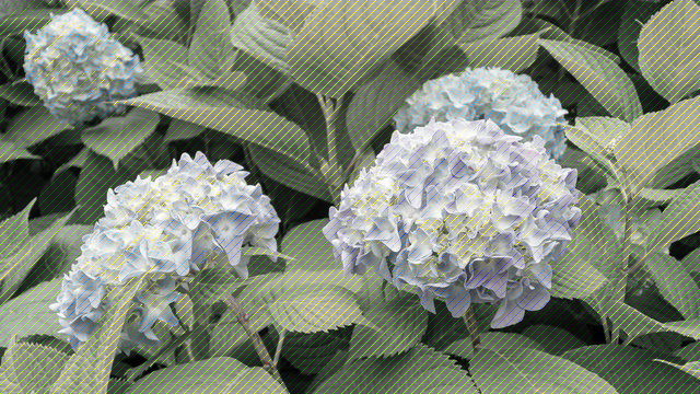 f:id:kachine:20190802233740p:plain f:id:kachine:20190802233740p:plain