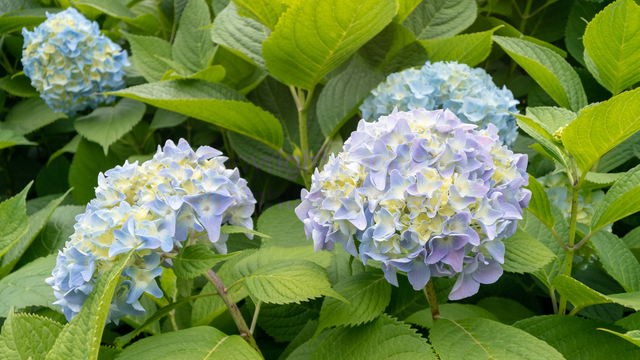 f:id:kachine:20190803005016p:plain f:id:kachine:20190803005016p:plain