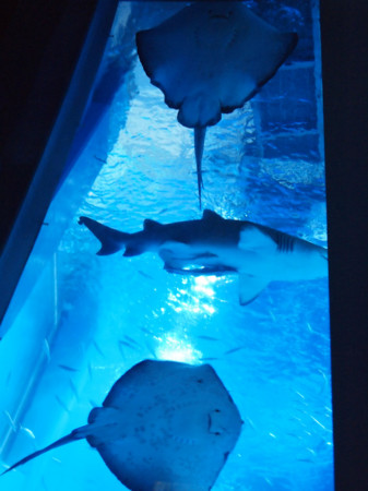 f:id:kachira:20111230163928j:image f:id:kachira:20111230163928j:image