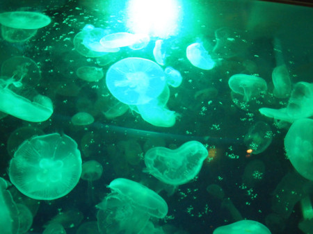 f:id:kachira:20111230170255j:image f:id:kachira:20111230170255j:image
