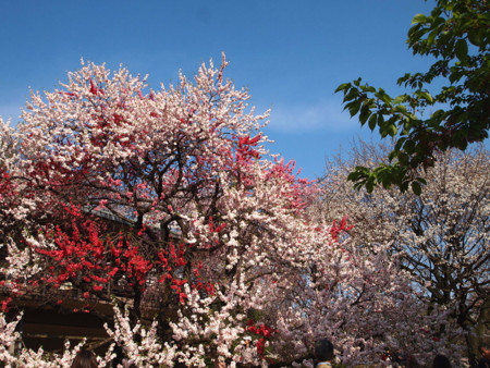 f:id:kachira:20120412155921j:image f:id:kachira:20120412155921j:image